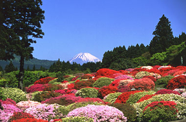 山のホテル富士絶景
